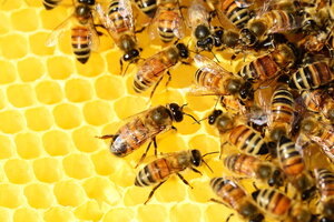 Honey Bee Colony on Honeycomb