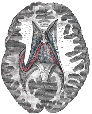 Brain Diagram