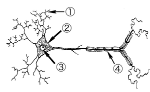 Neuron Diagram