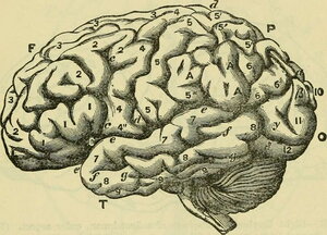 Brain Diagram