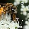 Science Bee Photo