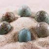 Dinosaur eggs