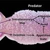 Cyberslug Predator Prey
