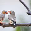 zebra-finch