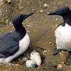 murre eggs