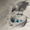 Sketch drawing of cowbird looking in a robin's nest