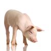 Piglet