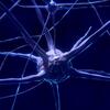Brain Cell