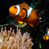 Anemoonefish
