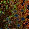 IGB Image of the month (June 2018)