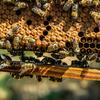 apiary
