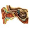 Inside of the human ear