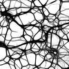 Neurons