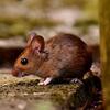 wood mouse