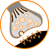 Neuron transmissions