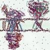 Membrane Channels and Transporters