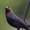 cowbird