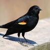 Red Winged Blackbird