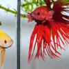 Beta fightin fish