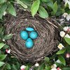 Robin Eggs
