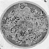 Cell structures