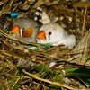 Zebra Finches