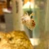 Fry Closeup