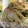 Grown Octopus