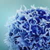 T Cell