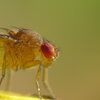 Drosophila