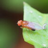 Drosophila