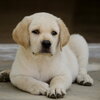Labrador Retriever Puppy