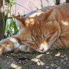 Sleeping Cat