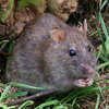 Rat