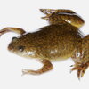 Adult Xenopus Laevis