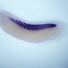 Xenopus Laevis Embryo
