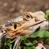 Bearded Dragon