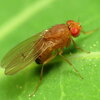 Drosophila