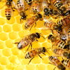 Honey Bee Colony on Honeycomb