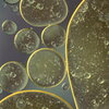 Lipid-Containing Oil