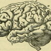 Brain Diagram